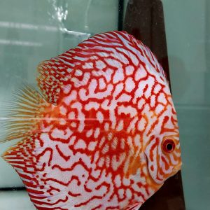 RED MAP discus