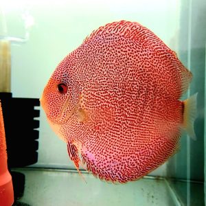 SUPER PANTHERA Discus