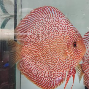 LEOPARD SNAKE SKIN RED Discus