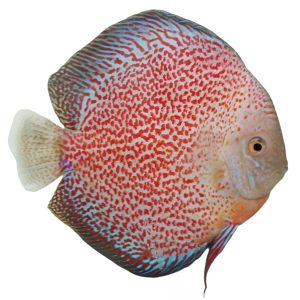 SNOW LEOPARD Discus