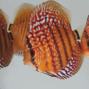 RED ALENQUER Discus