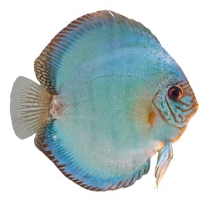 COBALT BLUE Discus