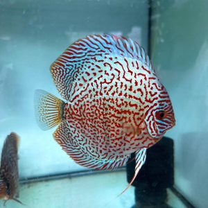 LEOPARD Discus