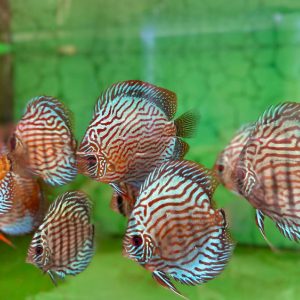 BRILLIANT TYRKYS discus
