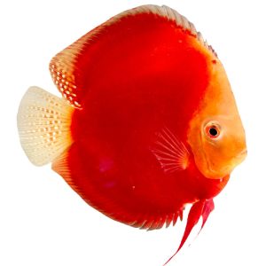 RED MELON discus