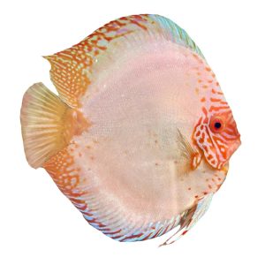 WHITE BUTTERFLY Discus